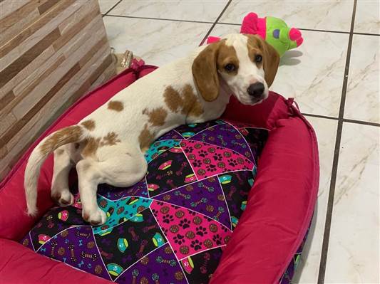Cao Beagle Pequeno 2-a-6-meses