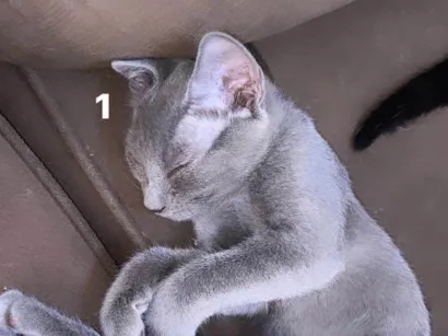 Gato  Pequeno 2-a-6-meses