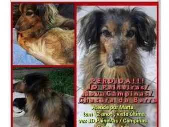 Cao SRD-ViraLata Pequeno 6-anos-Acima