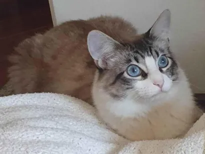 Gato  Medio 2-anos