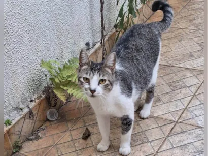 Gato SRD-ViraLata Pequeno 7-a-11-meses