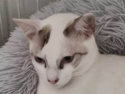 Gato SRD-ViraLata Medio 2-a-6-meses