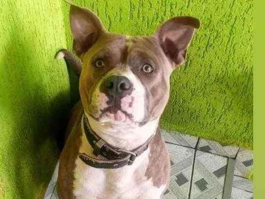 Adoção de Cachorro São Paulo/SP | sem nome  | 2 a 6 meses | Raça Viralata | tamanho Médio