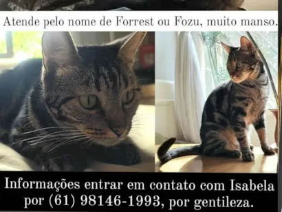 Gato SRD Pequeno 6-anos-Acima