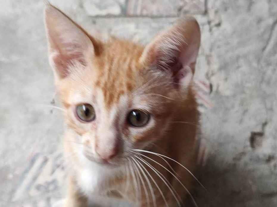 Adoção de Gato Belém/PA | Alvin  | Filhote | Raça SRD-ViraLata | tamanho Pequeno