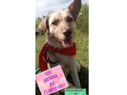 Cao SRD-ViraLata Pequeno 1-ano