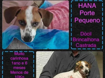 Cao SRD-ViraLata Pequeno 1-ano