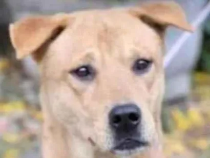 Cao SRD-ViraLata Medio 2-anos