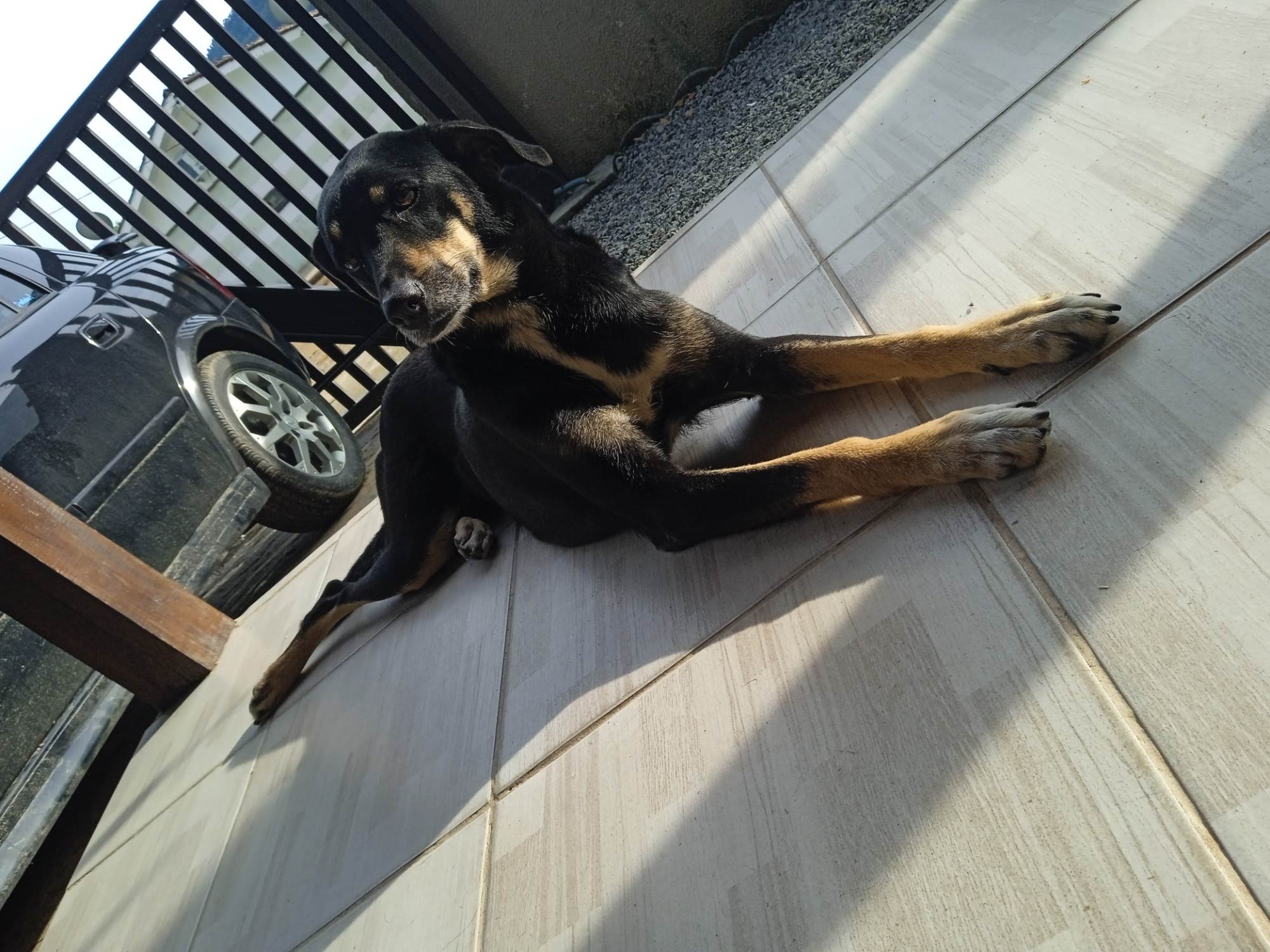 Adoção de Cachorro Jaraguá do Sul/SC | Lulu | 2 a 6 meses | Raça Vira Lata | tamanho Médio
