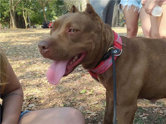 Cao American Pitbull Terrier Medio 5-anos