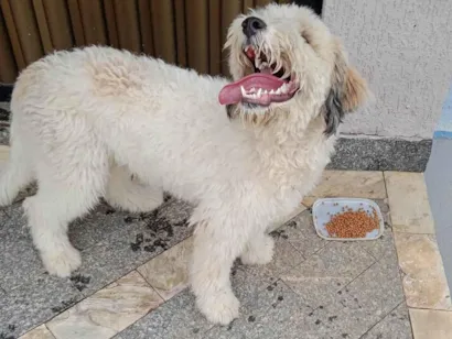 Cao Vira lata Medio 7-a-11-meses