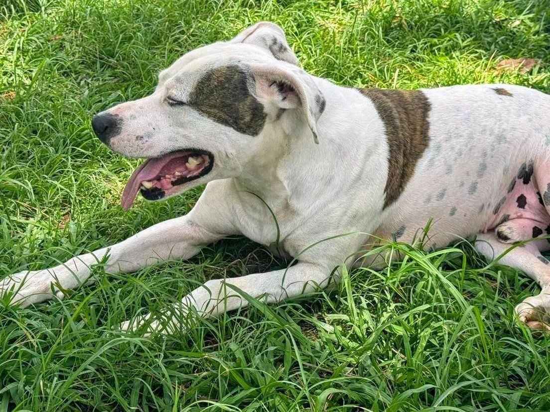 Adoção de Cachorro São Paulo/SP | Theo  | 2 anos | Raça Pit-Bull | tamanho Grande