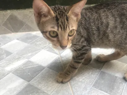 Gato SRD-ViraLata Pequeno 2-a-6-meses
