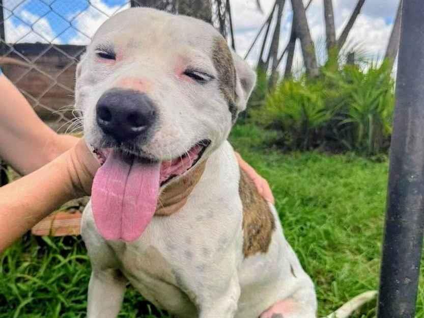 Cao Pit-Bull Grande 2-anos