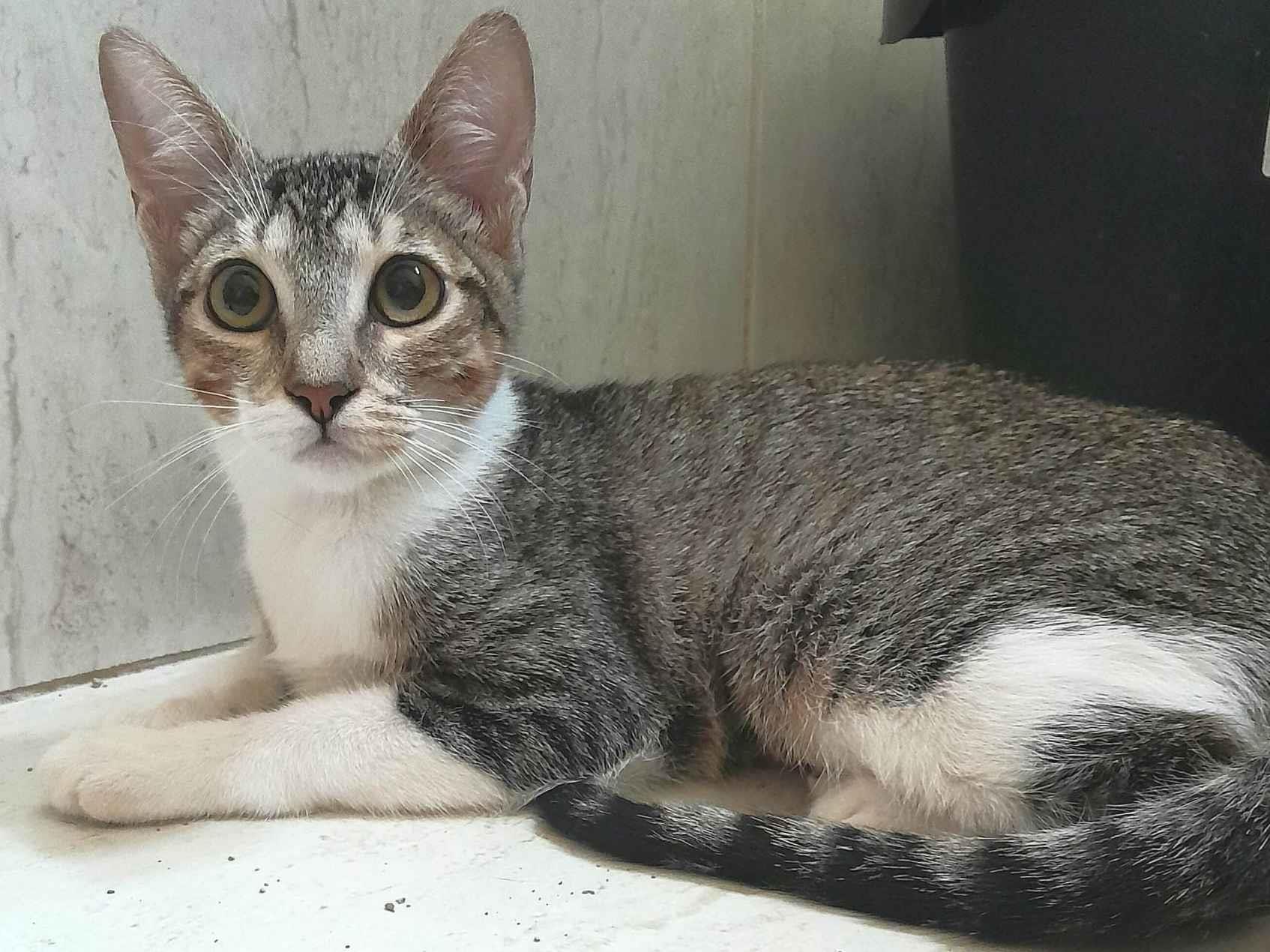 Adoção de Gato São Paulo/SP | Bebe | 2 anos | Raça SRD | tamanho Pequeno