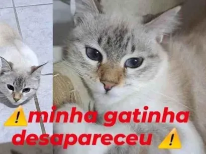 Gato  Pequeno 7-a-11-meses