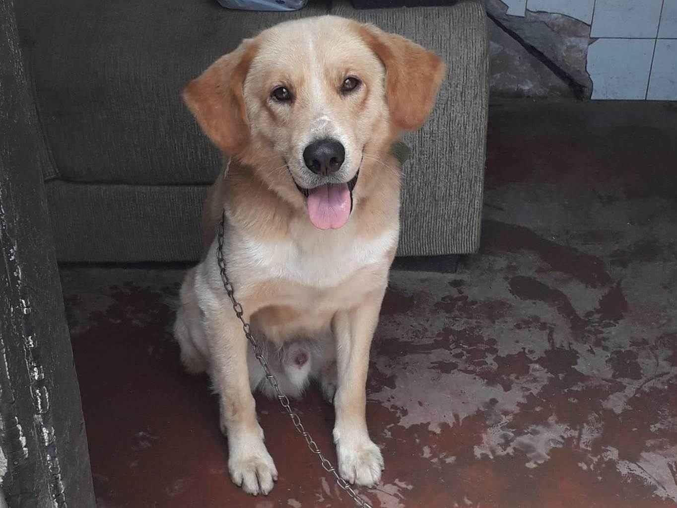 Adoção de Cachorro Santos/SP | Belinha | 7 a 11 meses | Raça SRD | tamanho Médio