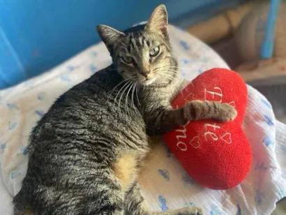 Gato SRD-ViraLata Medio 2-anos