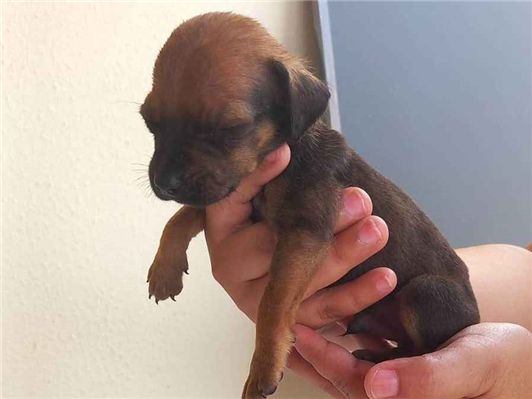 Cachorro tamanho Pequeno Macho Abaixo-de-2-meses para adoção