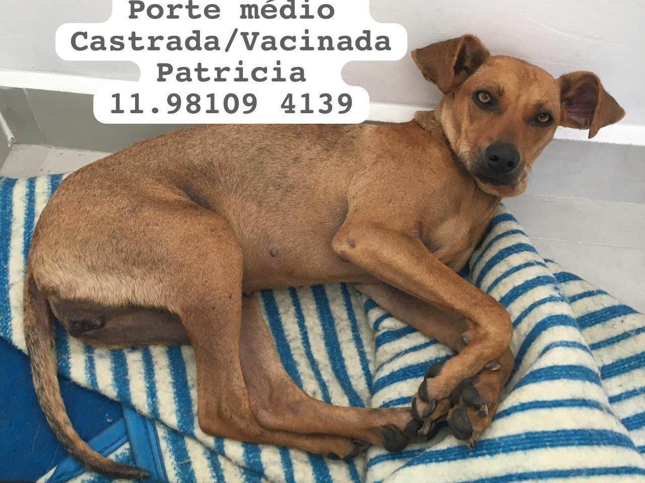Adoção de Cachorro São Paulo/SP | Bento |  | Raça  | tamanho Médio