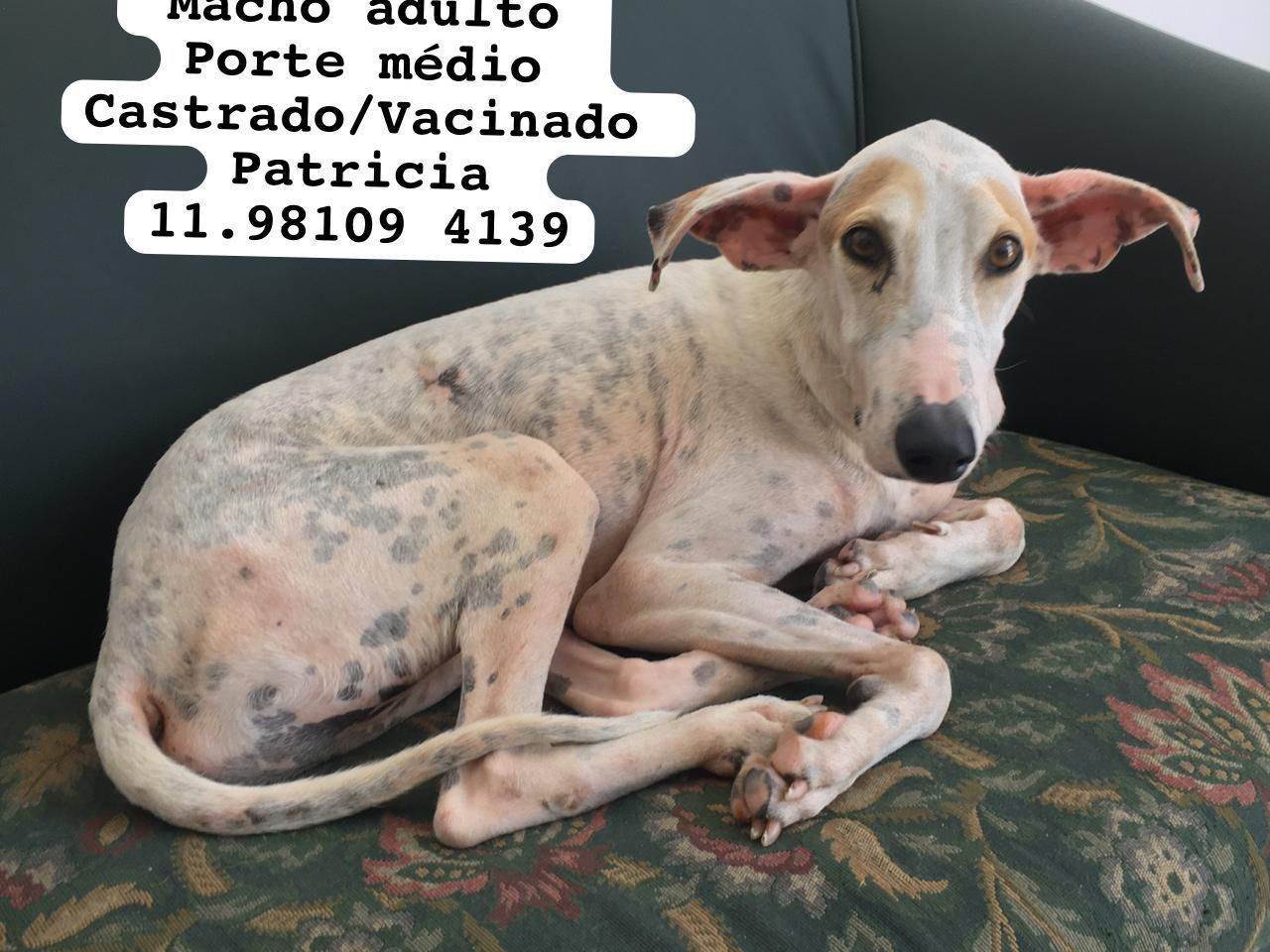 Adoção de Cachorro São Paulo/SP | Nico  | 6 anos Acima | Raça Mestiço  | tamanho Pequeno