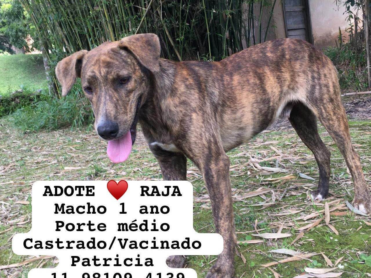 Adoção de Cachorro São Paulo/SP | Lupita  | 2 a 6 meses | Raça  | tamanho Médio