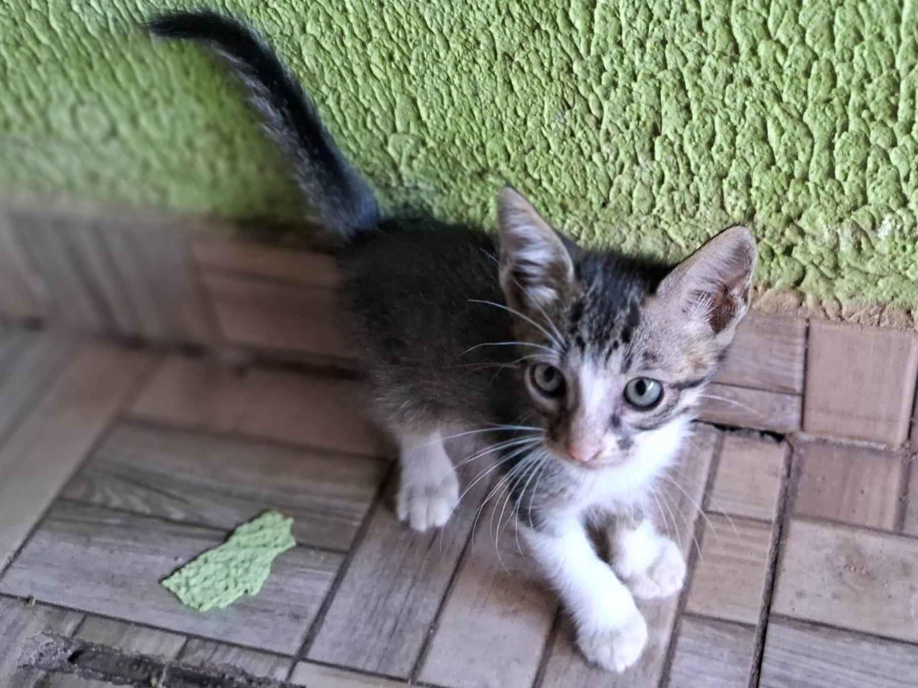 Adoção de Gato Palmas/TO | Gatinho | Filhote | Raça Srd | tamanho Pequeno