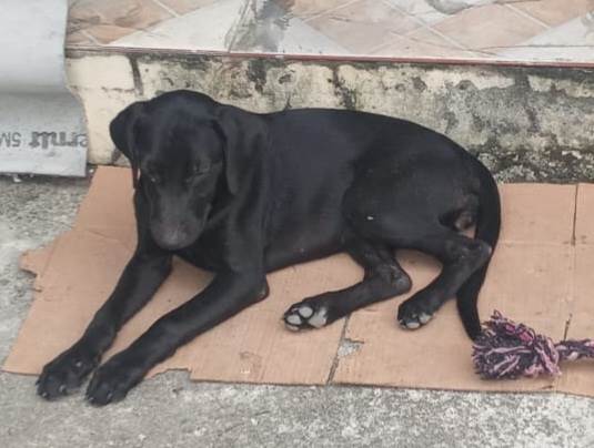 Adoção de Cachorro São Pedro da Aldeia/RJ | Blackout | 2 a 6 meses | Raça SRD-ViraLata | tamanho Médio