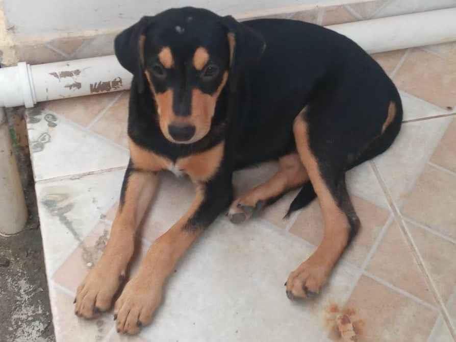Adoção de Cachorro São Pedro da Aldeia/RJ | Medrosinha | 2 a 6 meses | Raça SRD-ViraLata | tamanho Médio