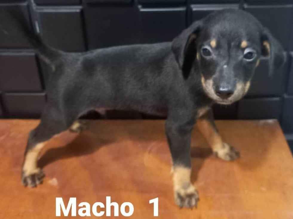 Adoção de Cachorro São Pedro da Aldeia/RJ | Levadinha | 2 a 6 meses | Raça SRD-ViraLata | tamanho Médio