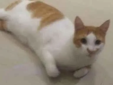 Gato SRD-ViraLata Medio 6-anos-Acima