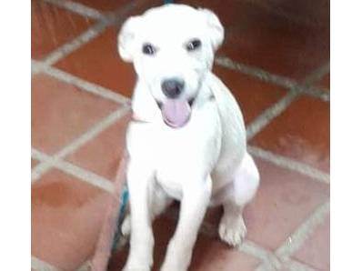Adoção de Cachorro São Caetano do Sul/SP | Jade | 2 anos | Raça SRD | tamanho Pequeno