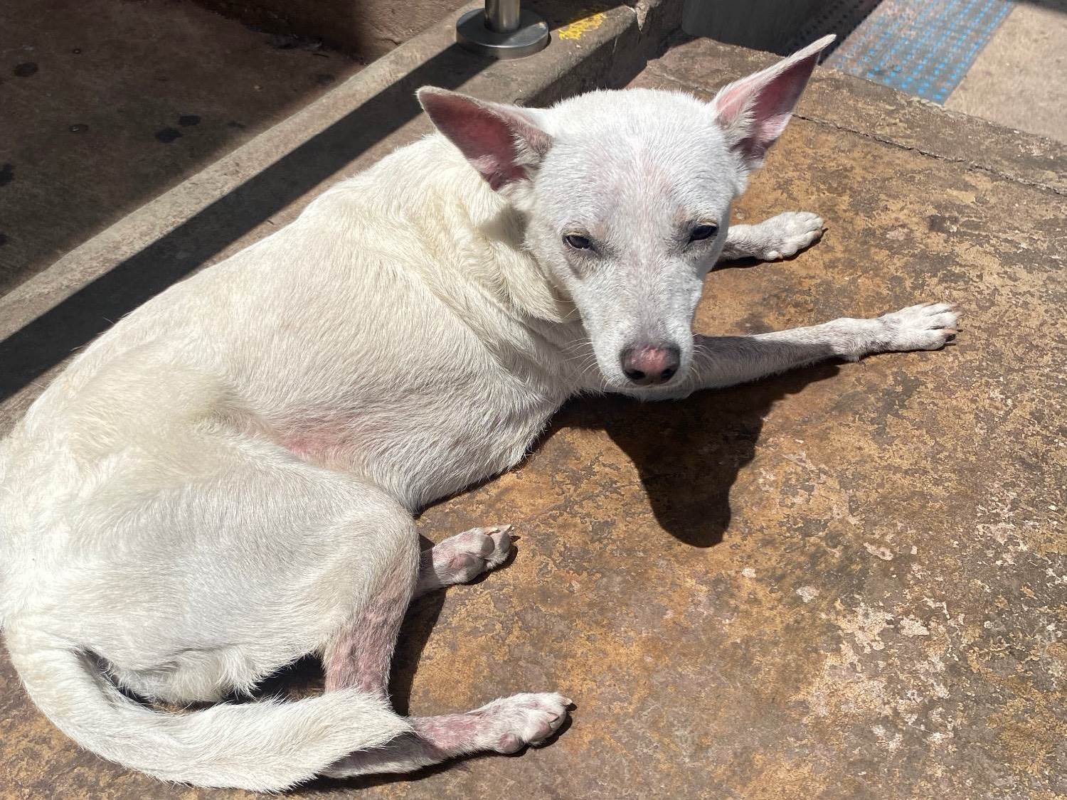 Cachorro Encontrado São Paulo/SP | Olaf | 1 ano | Raça Poodle ou Maltes | tamanho Pequeno