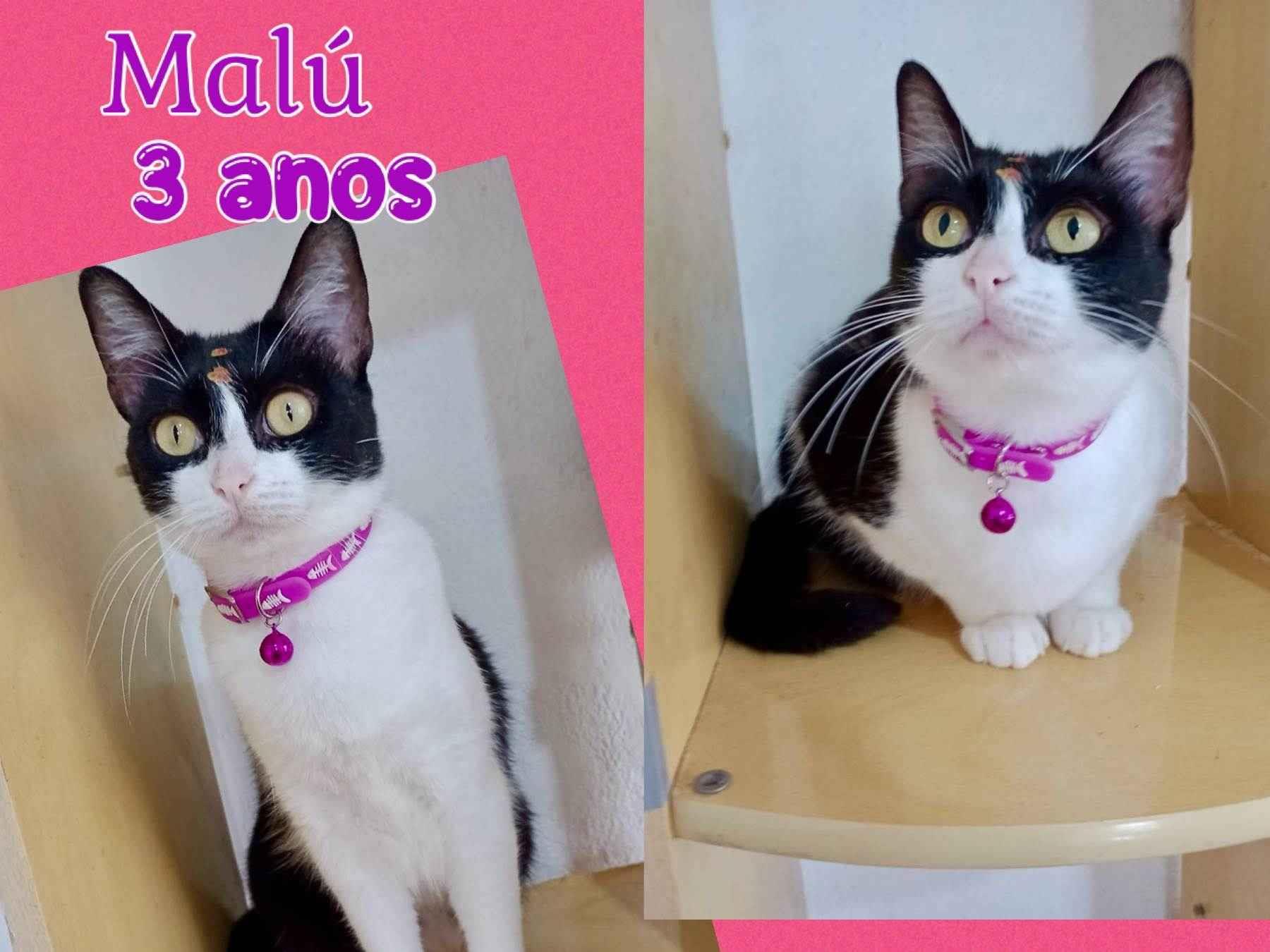 Adoção de Gato São Paulo/SP | Lolita  | 1 ano | Raça srd | tamanho Médio