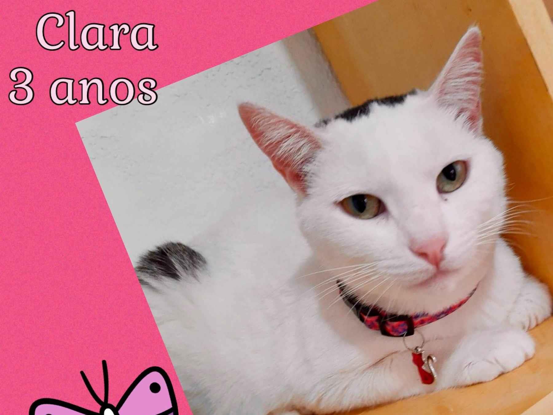 Adoção de Gato São Paulo/SP | Nina  | 2 a 6 meses | Raça Srd | tamanho Pequeno