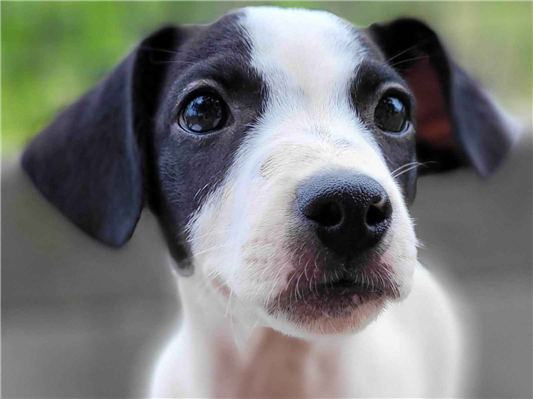 Cachorro tamanho Pequeno Macho 7-a-11-meses para adoção