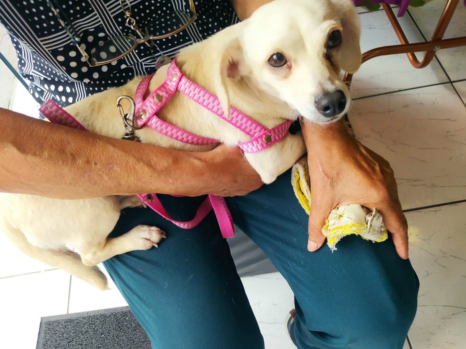 Adoção de Cachorro Taboão da Serra/SP | PRINCESA | 3 anos | Raça SRD-ViraLata | tamanho Médio