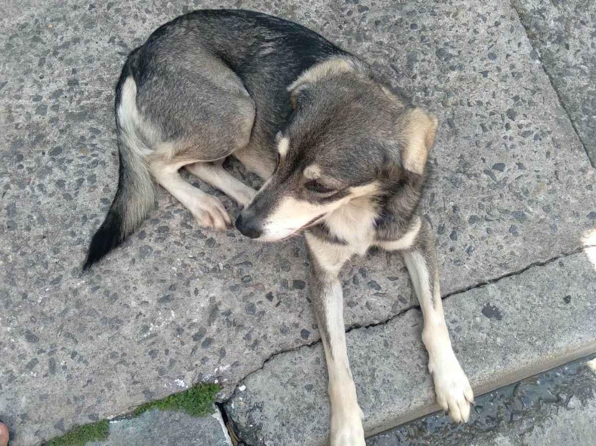 Adoção de Cachorro Taboão da Serra/SP | MILU | 1 ano | Raça SRD-ViraLata | tamanho Médio