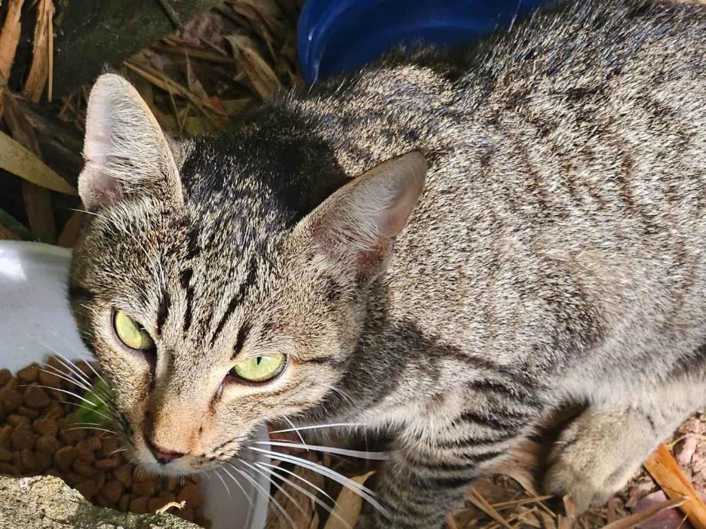 Adoção de Gato Itapecerica da Serra/SP | Tigo | 2 a 6 meses | Raça Tigrado  | tamanho Médio