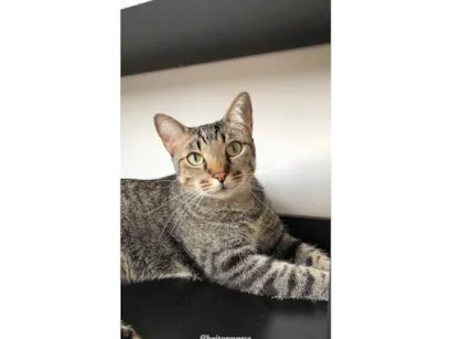 Gato  Medio 3-anos