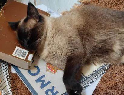 Gato Siamês Medio 6-anos-Acima