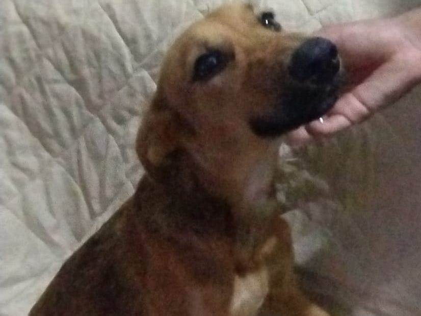 Adoção de Cachorro São Paulo/SP | July | 1 ano | Raça Srd | tamanho Médio