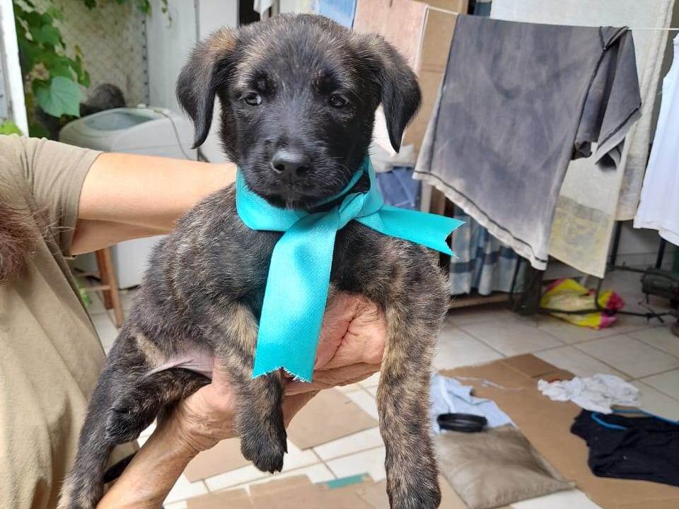 Adoção de Cachorro São Caetano do Sul/SP | Margarida | 1 ano | Raça SRD | tamanho Médio