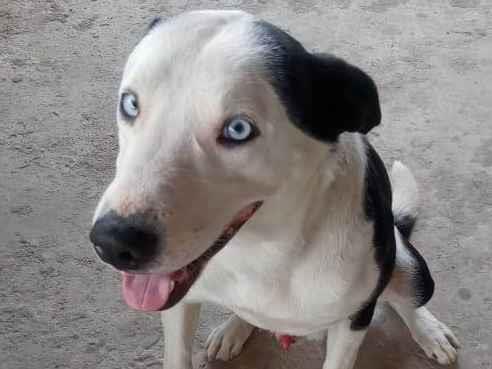 Adoção de Cachorro Franco da Rocha/SP | Dara  | 2 anos | Raça Pit-Bull | tamanho Médio