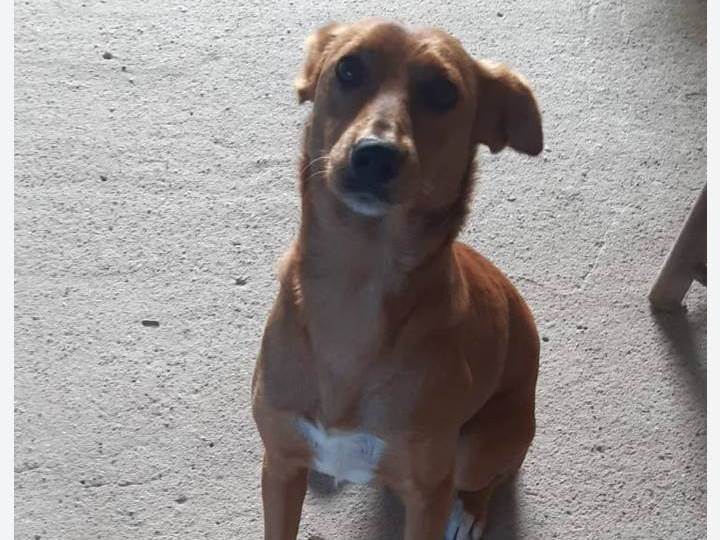 Adoção de Cachorro São Paulo/SP | Marlon | 2 anos | Raça Srd | tamanho Grande