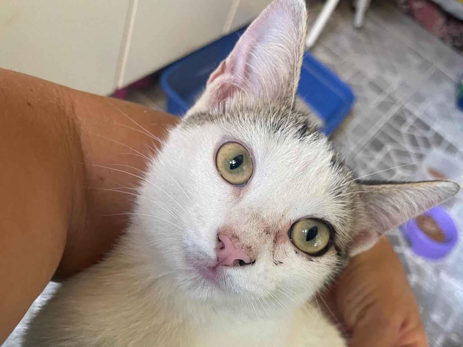 Adoção de Gato São Paulo/SP | 6 gatinhos abandonad | Filhote | Raça Srd | tamanho Pequeno