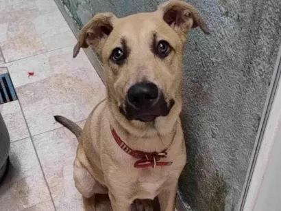 Cao SRD-ViraLata Medio 2-a-6-meses