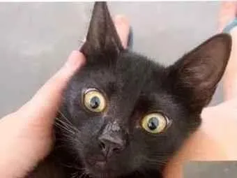 Gato Srd Pequeno 2-a-6-meses