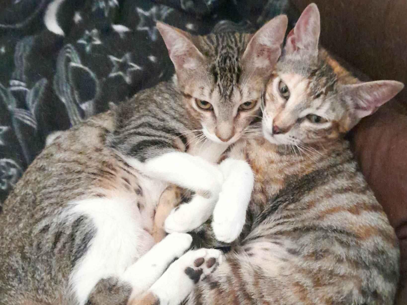 Adoção de Gato Santo André/SP | Cacau e Layla | 2 a 6 meses | Raça SRD-ViraLata | tamanho Pequeno