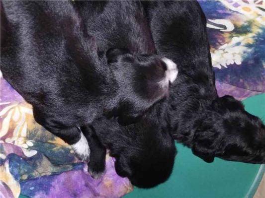 Cachorro tamanho Medio Ambos 2-a-6-meses para adoção